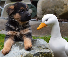 Puppy with a Duck